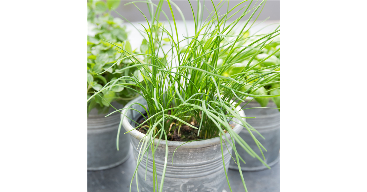 Allium Tuberosum Schnittknoblauch