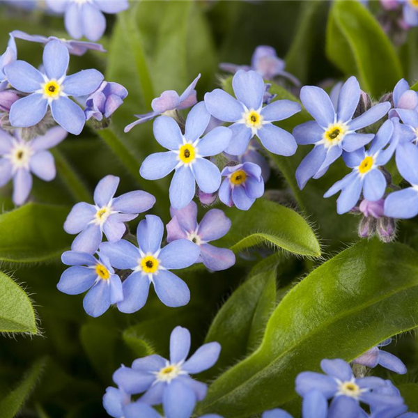 Myosotis sylvatica