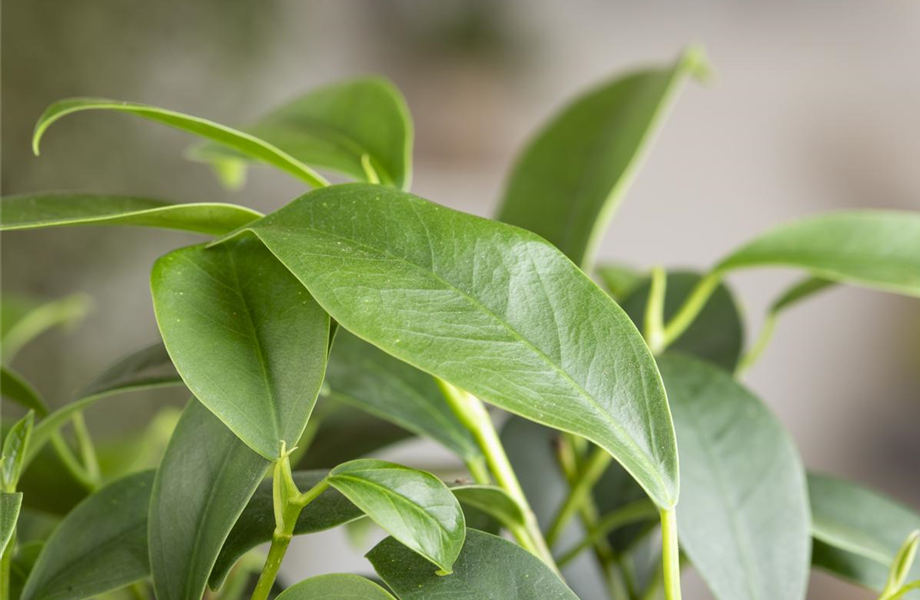 Ficus Ginseng hegen und pflegen