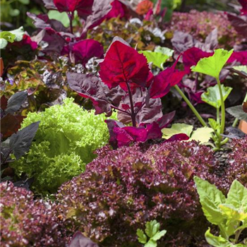 Frisches Gemüse aus dem Garten