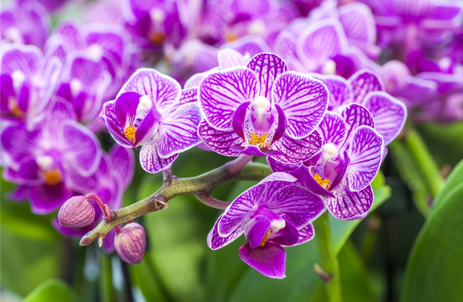 Die Königin der Zimmerpflanzen – Orchideen