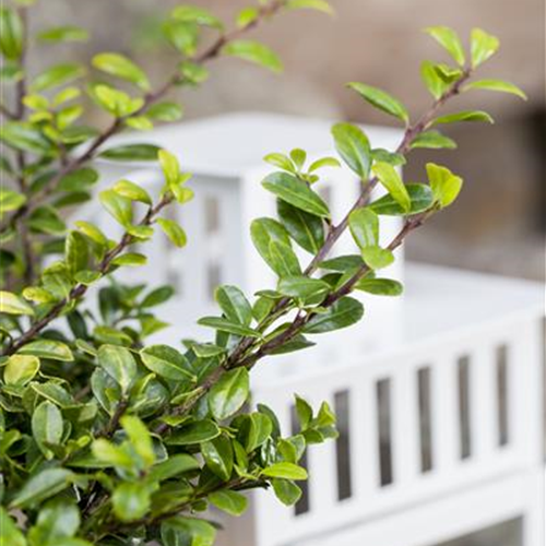 Funkien Tee Bonsai richtig pflegen