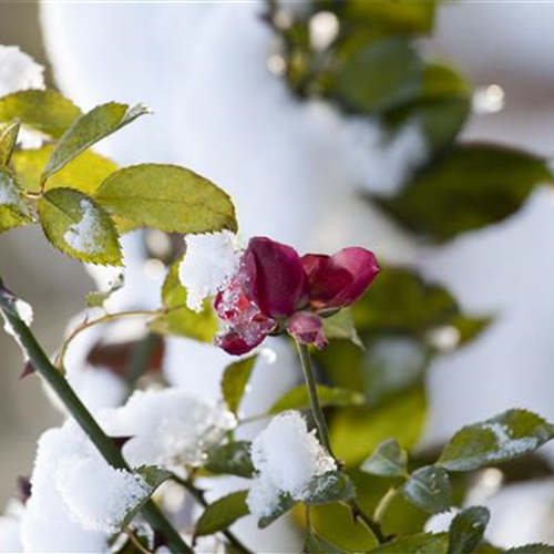 Weihnachtliche Stimmung im Garten