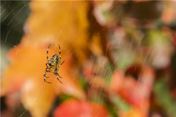 Spinne, Schnecke und Co. schützen