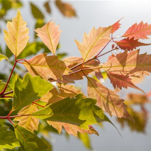 Der herbstliche Garten schön in Form