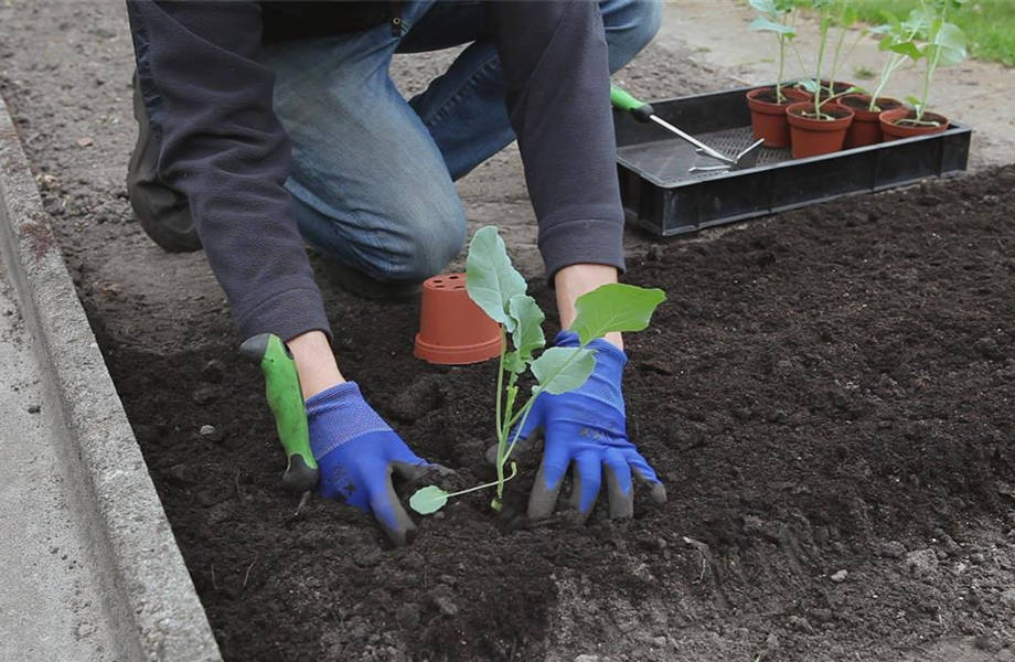 Der Nutzgarten kommt wieder