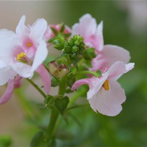 Elfensporn - Einpflanzen in ein Gefäß