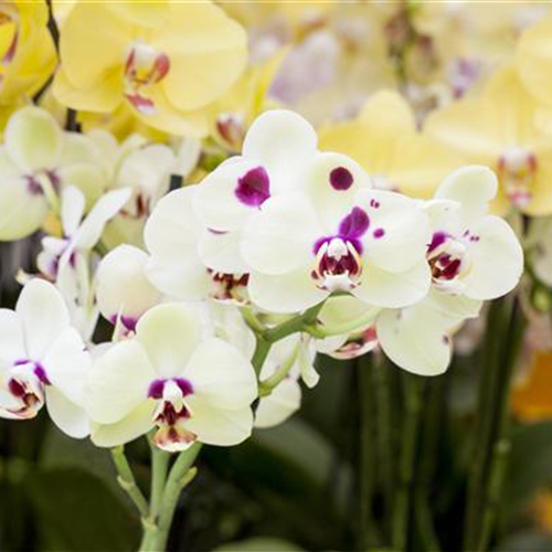 Orchideen: Freilandaufenthalt im Sommer