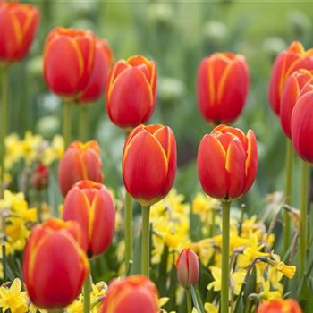 Der Feng-Shui-Garten für die Gesundheit