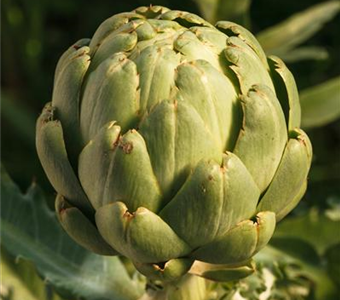 Cynara scolymus