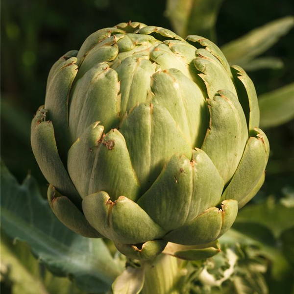 Cynara scolymus