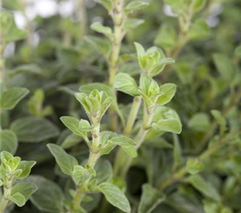 Origanum vulgare