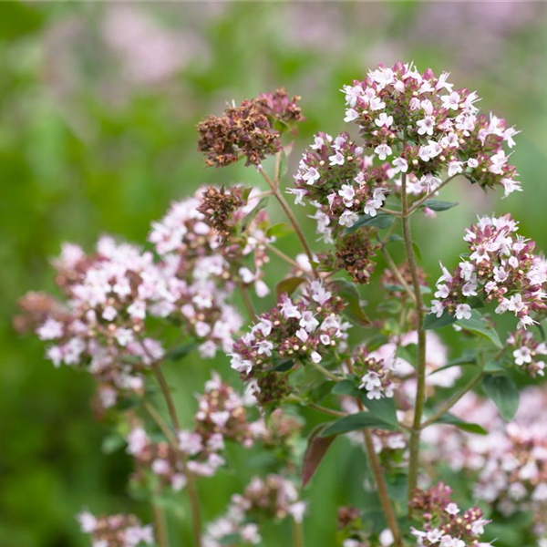 Majorana hortensis