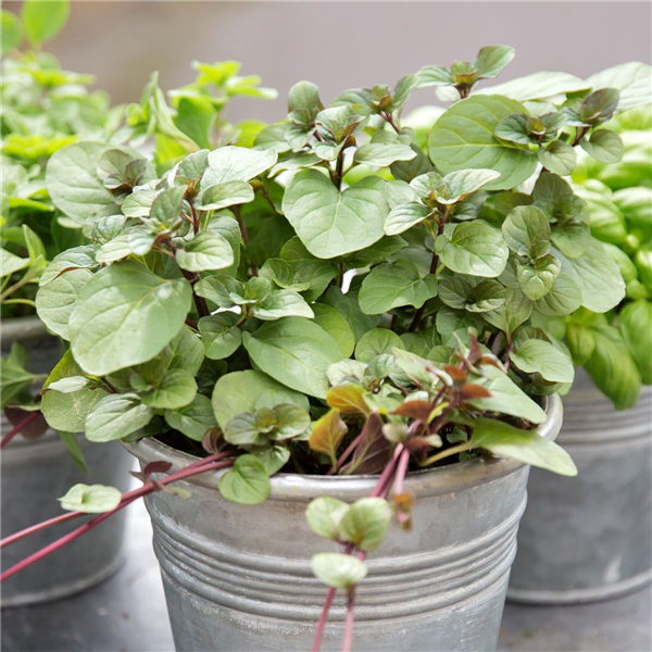 Mentha gentilis