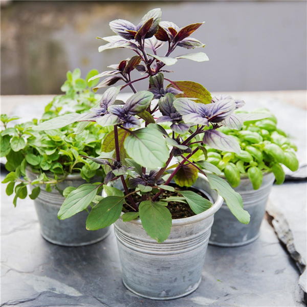 Ocimum hybrida