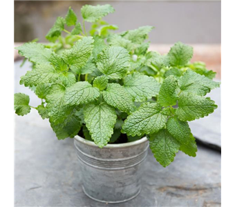 Salvia elegans