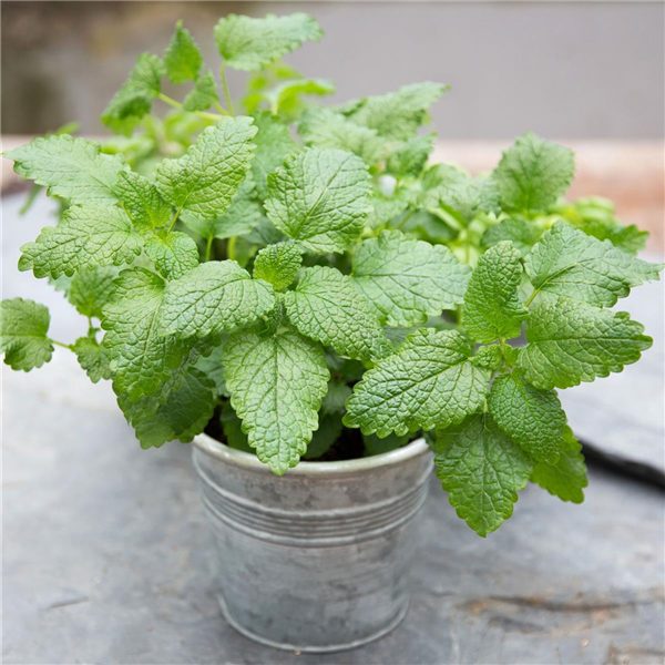 Salvia elegans