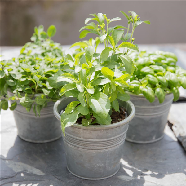 Stevia rebaudiana