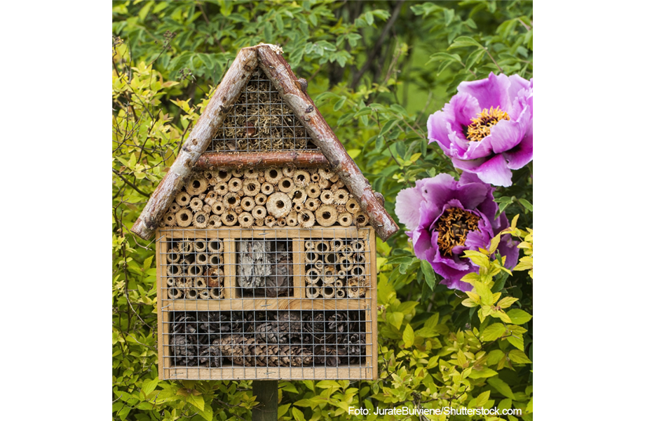 Nektargarten für Bienen und Schmetterlinge