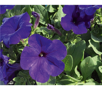 Petunia Alpetunia