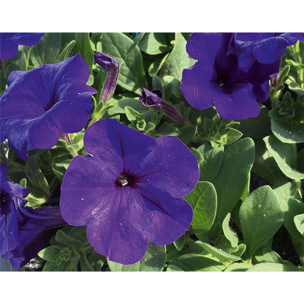 Petunia Alpetunia