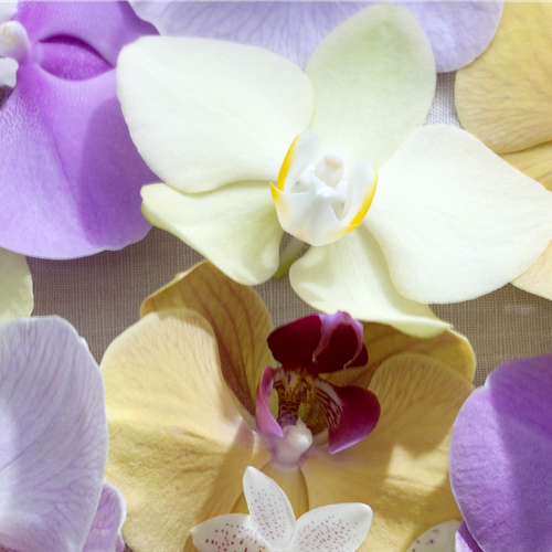 Pflanze des Monats Januar 2021: Phalaenopsis