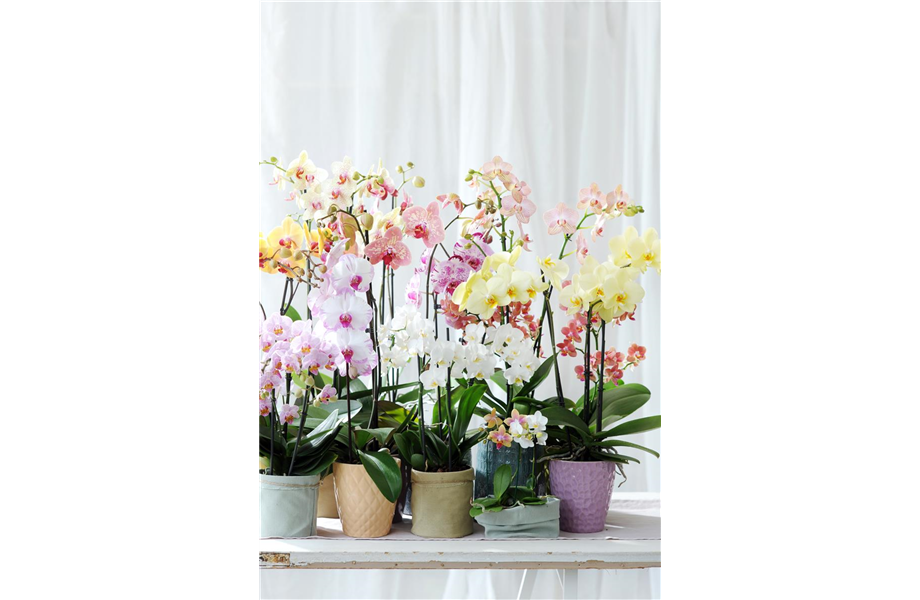 Pflanze des Monats Januar 2021: Phalaenopsis