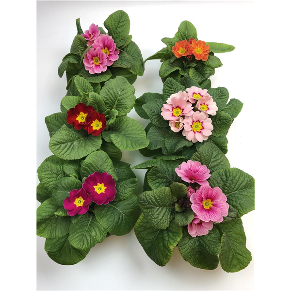 Primula acaulis T10