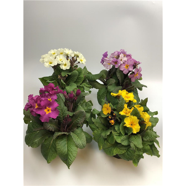 Primula T15 Trio