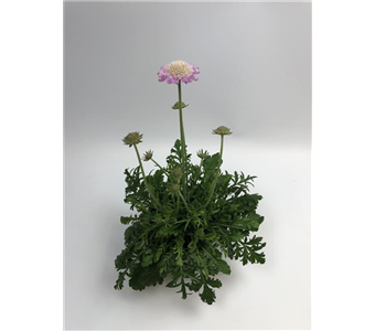 Scabiosa