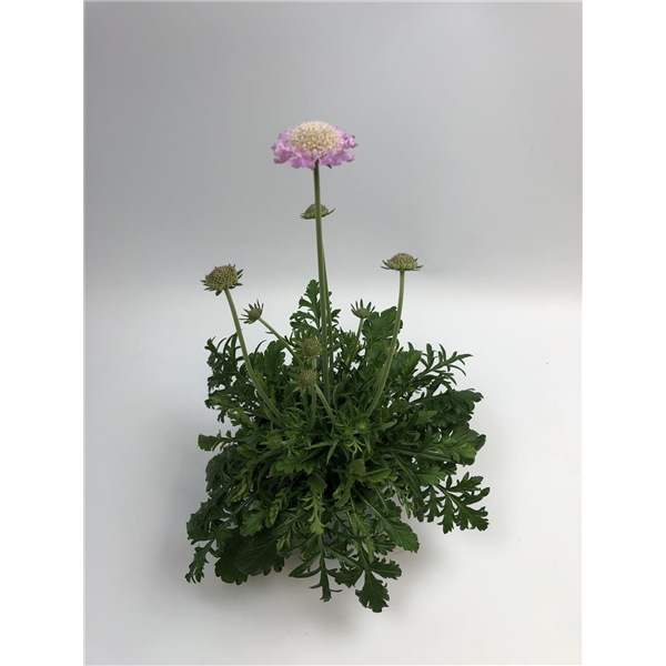 Scabiosa