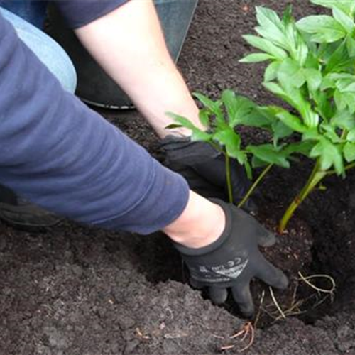 Pfingstrose - Einpflanzen im Garten